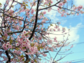 [空][花][桜]河津桜まつり（静岡県河津町）