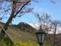 [風景・景観][花][桜]河津桜まつり（静岡県河津町）