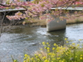 [風景・景観][花][桜]河津桜まつり（静岡県河津町）