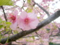 [花][桜]河津桜まつり（静岡県河津町）