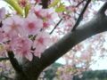 [花][桜]河津桜まつり（静岡県河津町）