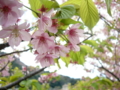 [花][桜]河津桜まつり（静岡県河津町）