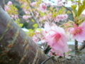 [花][桜]河津桜まつり（静岡県河津町）