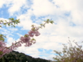 [空][花][桜]河津桜まつり（静岡県河津町）