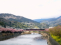 [風景・景観][花][桜]河津桜まつり（静岡県河津町）