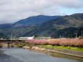 [風景・景観][花][桜]河津桜まつり（静岡県河津町）