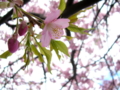 [花][桜]河津桜まつり（静岡県河津町）