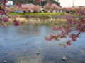 [風景・景観][花][桜]河津桜まつり（静岡県河津町）