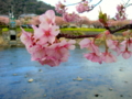 [風景・景観][花][桜]河津桜まつり（静岡県河津町）