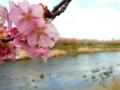 [花][桜][風景・景観]河津桜まつり（静岡県河津町）