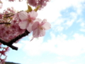 [空][花][桜]河津桜まつり（静岡県河津町）