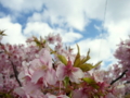 [花][桜]河津桜まつり（静岡県河津町）