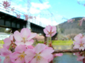 [風景・景観][花][桜]河津桜まつり（静岡県河津町）