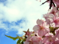 [風景・景観][花][桜]河津桜まつり（静岡県河津町）