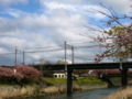 [風景・景観][花][桜]河津桜まつり（静岡県河津町）