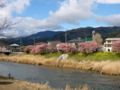 [風景・景観][花][桜]河津桜まつり（静岡県河津町）