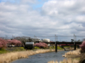 [風景・景観][花][桜]河津桜まつり（静岡県河津町）