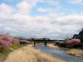 [風景・景観][花][桜]河津桜まつり（静岡県河津町）