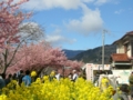 [風景・景観][花][桜]河津桜まつり（静岡県河津町）