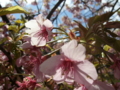 [風景・景観][花][桜]河津桜まつり（静岡県河津町）