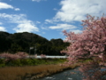 [風景・景観][花][桜]河津桜まつり（静岡県河津町）