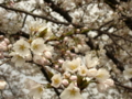 [風景・景観][桜]