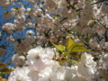 [桜]千曲川河川公園にて