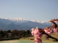 [風景・景観][空][桜]