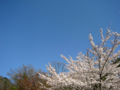 [風景・景観][空][桜]