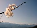 [風景・景観][空][桜]