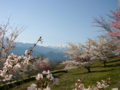 [風景・景観][空][桜]