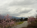 [風景・景観][空][桜]