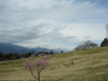 [風景・景観][空][桜]