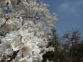 [花][桜]松源寺（長野県下伊那郡高森町）