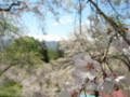 [風景・景観][空][桜]番所の桜（長野県上水内郡小川村）