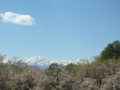 [風景・景観][空][桜]番所の桜（長野県上水内郡小川村）