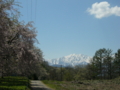 [風景・景観][空][桜]番所の桜（長野県上水内郡小川村）