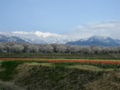 [風景・景観][桜]舟川べり桜並木（富山県下新川郡朝日町）