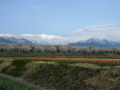 [風景・景観][桜]舟川べり桜並木（富山県下新川郡朝日町）