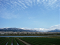 [風景・景観][桜]舟川べり桜並木（富山県下新川郡朝日町）