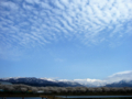 [風景・景観][桜]舟川べり桜並木（富山県下新川郡朝日町）