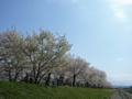 [風景・景観][桜]舟川べり桜並木（富山県下新川郡朝日町）