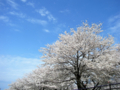 [風景・景観][桜]舟川べり桜並木（富山県下新川郡朝日町）