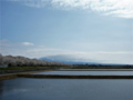 [風景・景観][桜]舟川べり桜並木（富山県下新川郡朝日町）