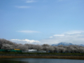 [風景・景観][桜]舟川べり桜並木（富山県下新川郡朝日町）