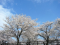 [風景・景観][桜]舟川べり桜並木（富山県下新川郡朝日町）