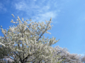 [風景・景観][桜]舟川べり桜並木（富山県下新川郡朝日町）