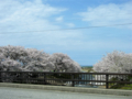 [風景・景観][桜]舟川べり桜並木（富山県下新川郡朝日町）