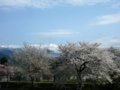 [風景・景観][桜]舟川べり桜並木（富山県下新川郡朝日町）