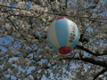 [風景・景観][桜]舟川べり桜並木（富山県下新川郡朝日町）